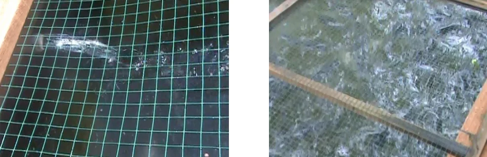 pemanfaatan limbah air wudu 2